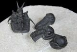 Devil Horn Cyphaspis Trilobite With Three Gerastos - Mrakib, Morocco #146617-1